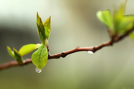 Дожди и грозы ожидаются в Беларуси 6 мая