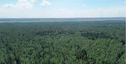 Во всех районах Гродненской области введены запреты и ограничения на посещение лесов