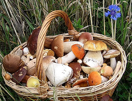 Налог для грибников, пчеловодов и огородников планируют ввести в Беларуси