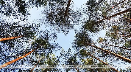 Леса открыты для посещения во всех районах Гродненской области