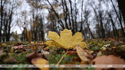 Куда девать опавшие листья с приусадебных участков, рассказали в ЖКХ