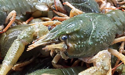 Главное — не поймать краснокнижника, или Что нужно знать о ловле раков в Беларуси