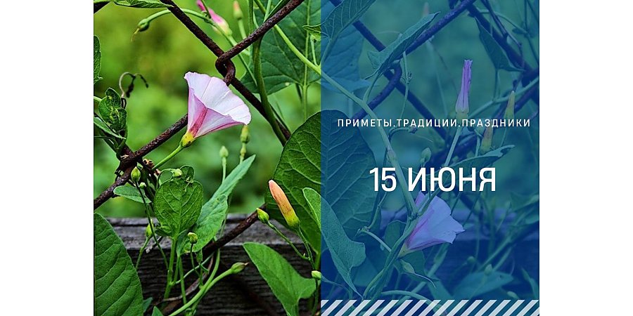 Народные приметы 15 июня: что нельзя делать в день Вьюна Зелёного