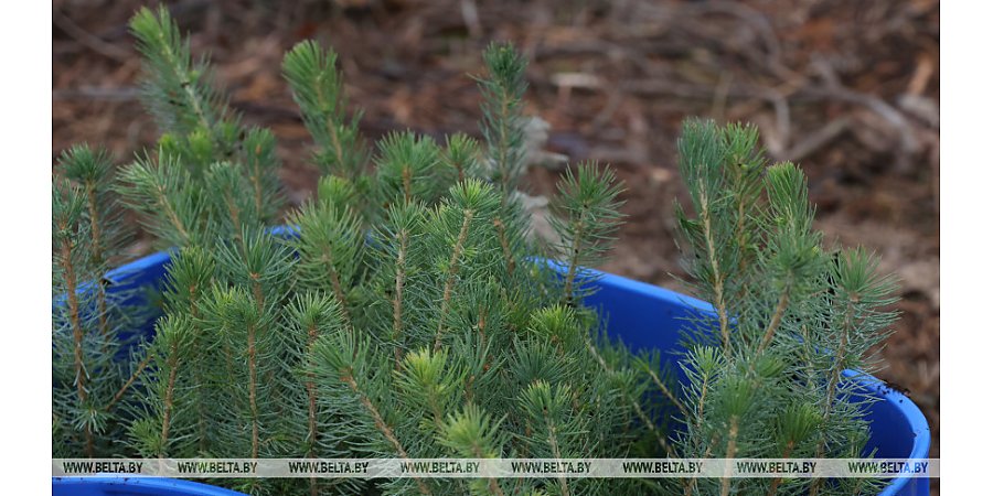 Александр Лукашенко дал старт республиканской акции по восстановлению леса, пострадавшего после стихии