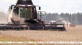 В Беларуси намолотили 8,3 млн тонн зерна