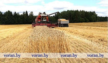 На Вороновщине намолочено более 80 тысяч тонн зерна