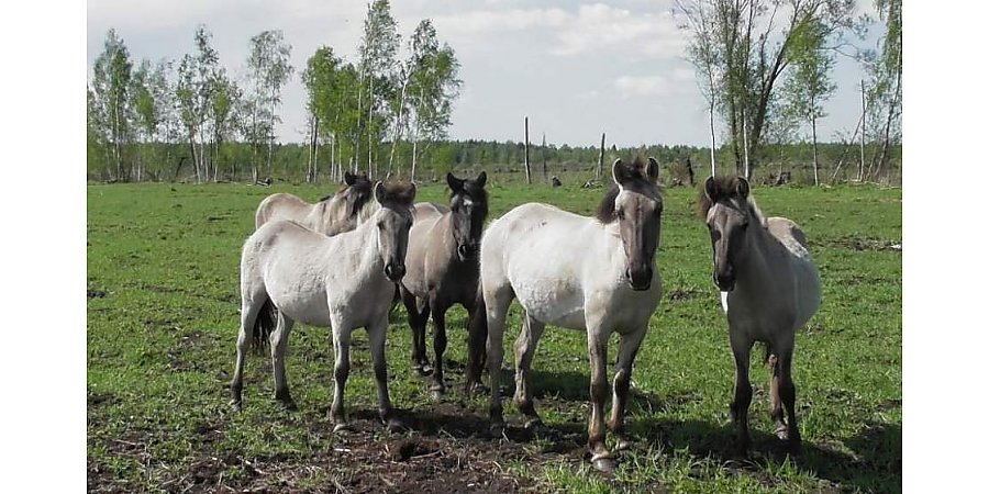 Тарпановидных лошадей из Налибокской пущи могут расселить в другие регионы