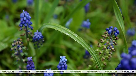 Сильные дожди и грозы ожидаются в Беларуси 4 мая