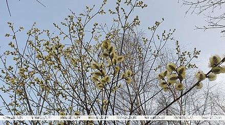 "Температура достигнет летних значений". Синоптики о погоде на ближайшую неделю