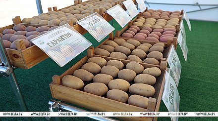 Как в Беларуси с картошкой? Овощ номер один сегодня в центре внимания Александра Лукашенко