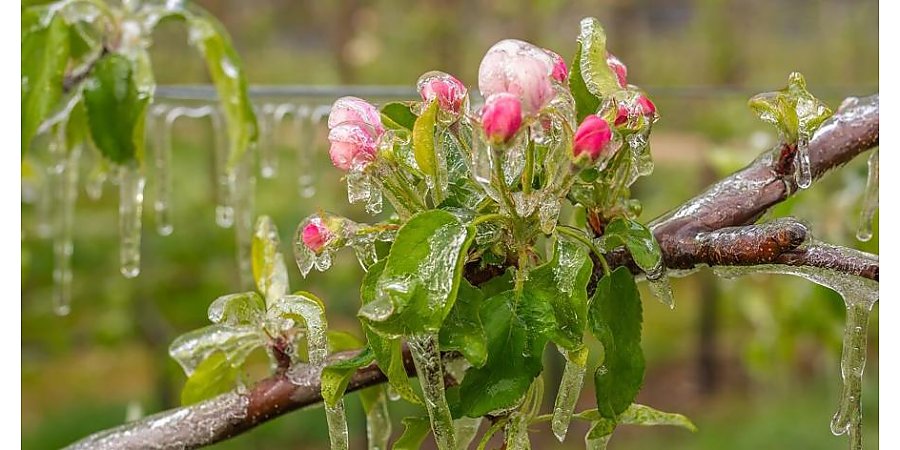 Как защитить сад от заморозков