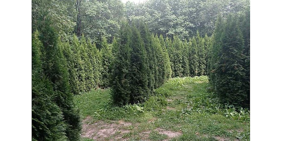 Под Лидой растет уникальный «живой» лабиринт