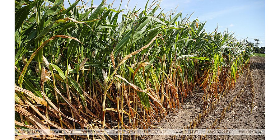 В Беларуси намолочено более 246 тыс. тонн зерна кукурузы