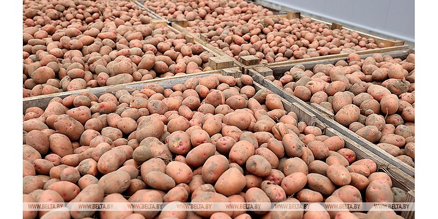 Минсельхозпрод рассказал, какой урожай сложился в Беларуси