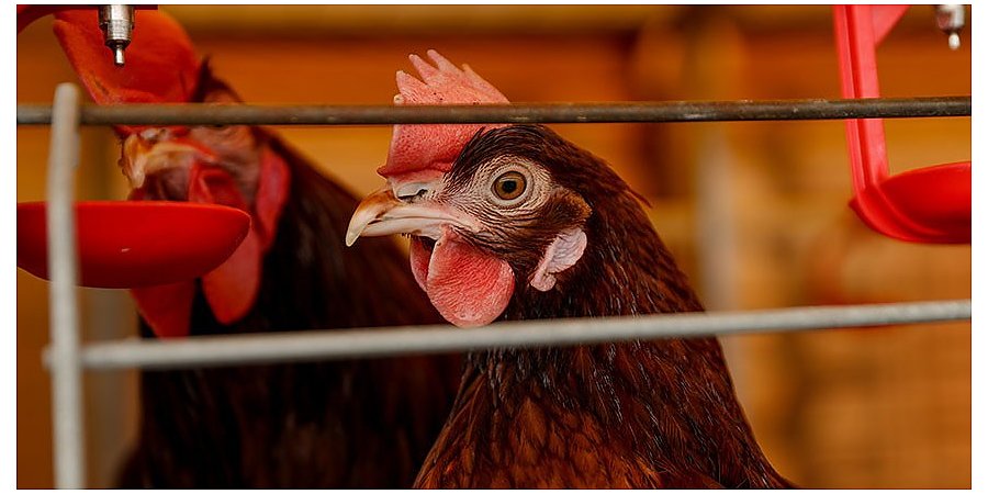 Беларусь ограничит ввоз птицы из регионов Польши и Дании из-за птичьего гриппа