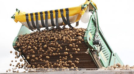 Погода в ближайшие дни будет способствовать завершению уборки картофеля - Белгидромет