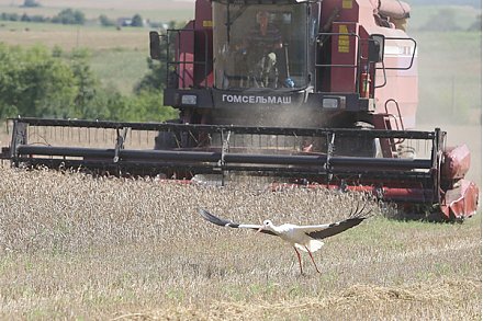 На Гродненщине убрали миллион тонн зерна