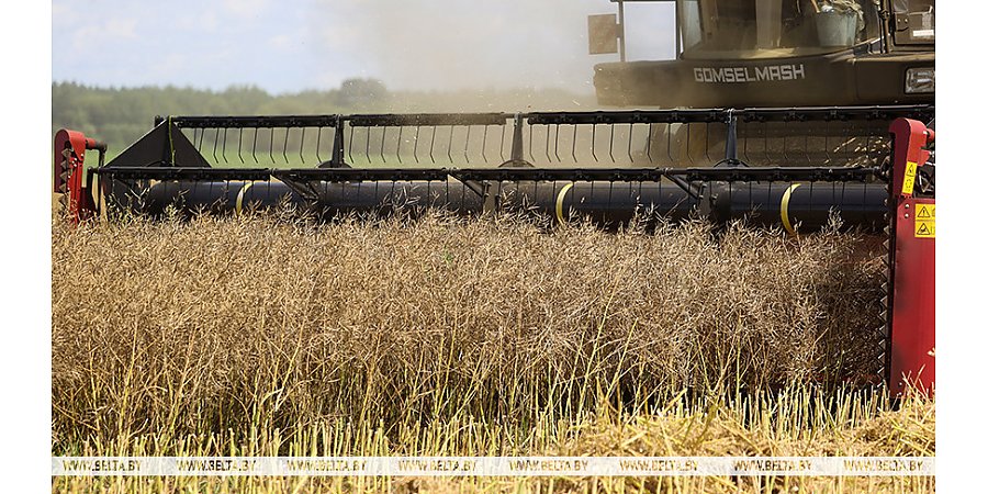 В Беларуси началась уборка озимого рапса