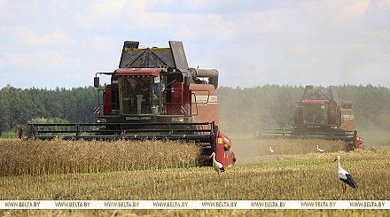 Аграрии Беларуси намолотили 3 млн тонн зерна
