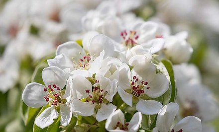 При аллергии на пыльцу березы откажитесь от картофеля. Врач ответил на главные вопросы о сезонной аллергии