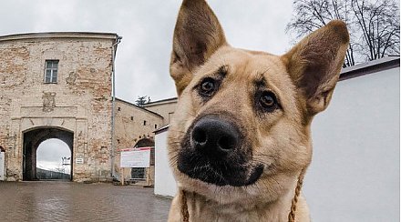 Антикалендарь в поддержку беспризорных животных выпустили зоозащитники в Гродно