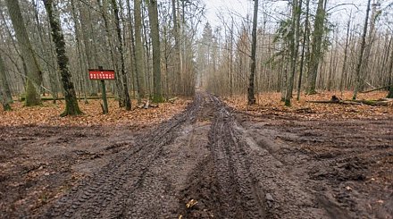 WWF: строительство Польшей забора на границе станет катастрофой для Беловежской пущи