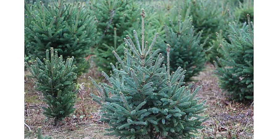 Дешевле купить, чем рубить. Какой штраф грозит «елочным» браконьерам за незаконную вырубку новогодних деревьев?