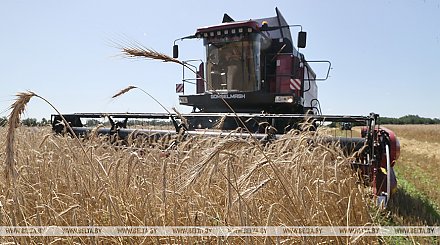 В Беларуси намолочено более 8,5 млн тонн зерна с учетом рапса