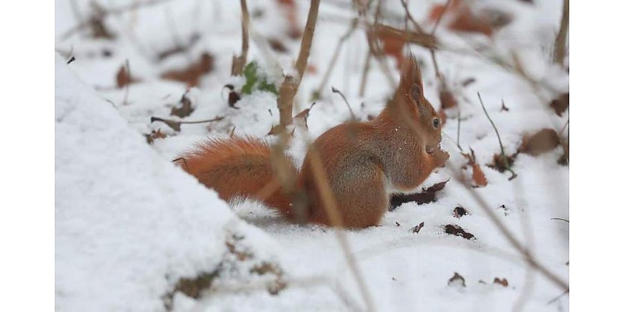 Игнатов день: приметы и поверья на 2 января