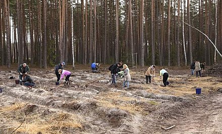 На Гродненщине во время «Недели леса – 2022» высадят 6 новых аллей к Году исторической памяти