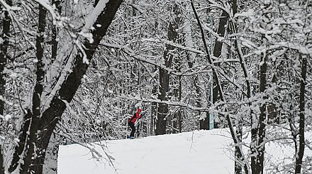 В Беларуси определен порядок использования лесов для отдыха и оздоровления