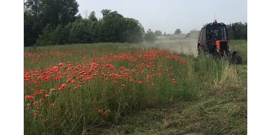 В Слонимском районе было обнаружено поле, на котором произрастало более 3 тонн мака (+ видео)