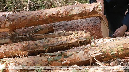 Незаконные рубки леса и другие нарушения выявил КГК в Ивьевском лесхозе