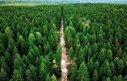 Ограничения на посещение лесов действуют в пяти районах Беларуси