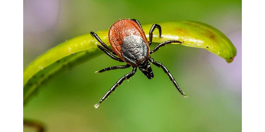 Как защититься от укусов клещей и зачем делать прививку