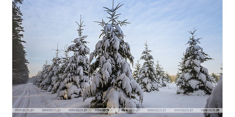 Синоптики прогнозируют в Беларуси морозы до -10°С и гололедицу 29 января