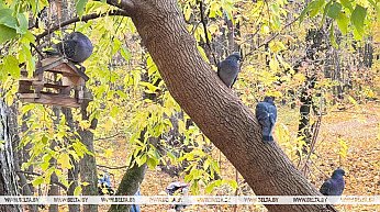 До +18°С ожидается в Беларуси 20 октября