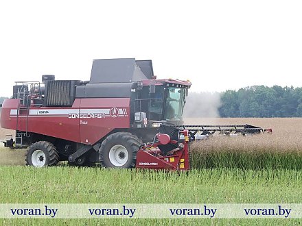 Зерновой клин Вороновщины. Яровой ячмень убран на 61% площадей 