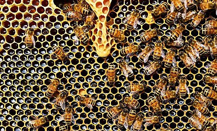 Французские учёные выяснили, что пчелы не могут летать над зеркалами