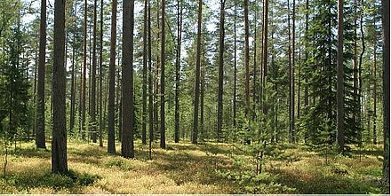 В шести районах Гродненщины, в том числе и в Вороновском, установлены ограничения на посещение лесов.