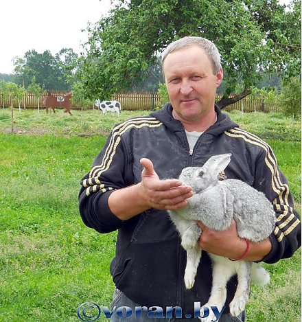 Альтернатива — индюки и кролики 