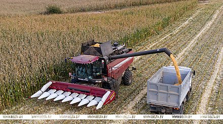 Почти 10,9 млн тонн зерна с учетом рапса и кукурузы намолотили в Беларуси