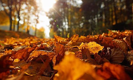 Бабье лето ожидается в Беларуси на этой неделе