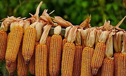 В Беларуси намолочено более миллиона тонн кукурузы на зерно