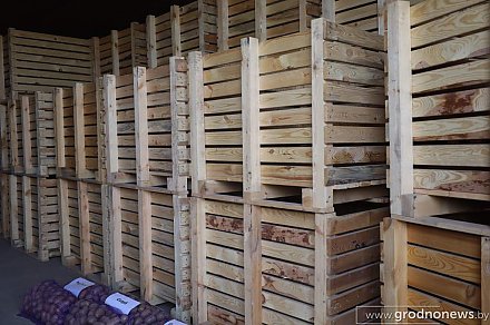 «Першацвет» для драников, а «Водар» для пюре. Какие сорта картофеля выбирают жители Гродненской области