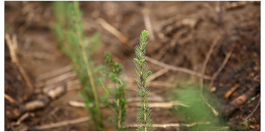 Минлесхоз планирует до 1 мая полностью завершить лесовосстановление после июльского урагана