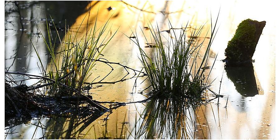 В Беларуси стартовала экологическая акция "Сцяжынкамі Бацькаўшчыны"