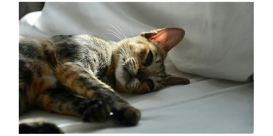 Не пускайте кошку на постель: народные приметы на 3 апреля