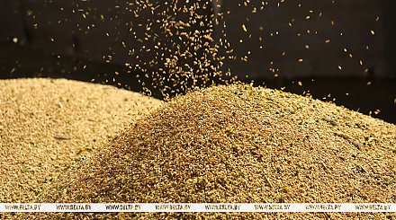 Белорусские аграрии намолотили более 10,9 млн тонн зерна с учетом рапса и кукурузы
