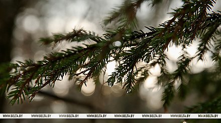 Облачная погода с небольшими осадками ожидается сегодня в Беларуси